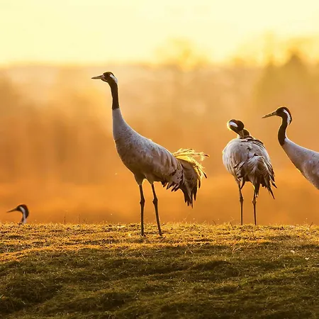 Backbord In Der Warener Altstadt